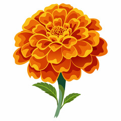 Marigold flower isolated vector