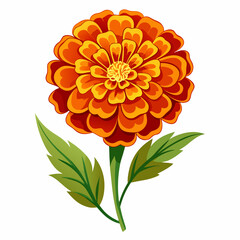 Marigold flower isolated vector