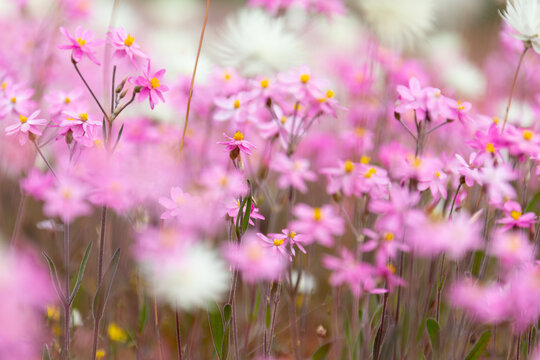 shallow depth of field blurred pink and white wildflowers