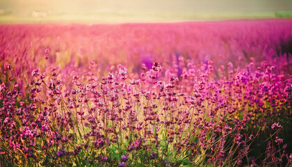 Fototapeta premium pink flower colorful violet beautiful blooming background meadow nature field.