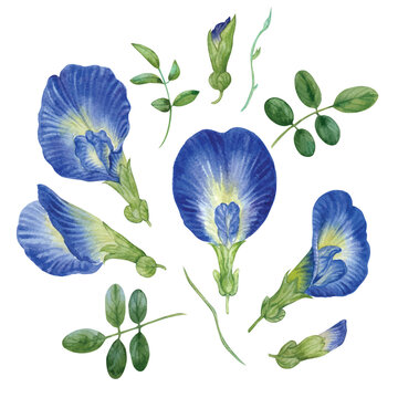 Vector element of blue pea with hand draw watercolor.