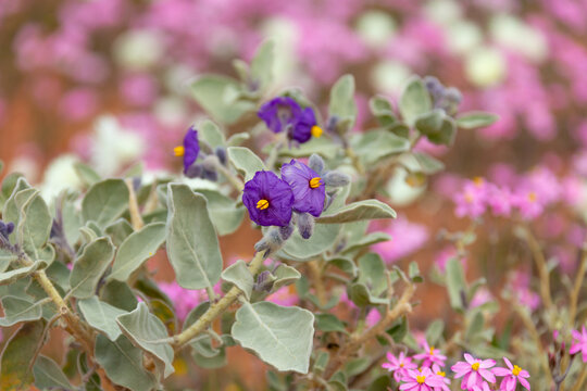 wildflowers in the outback