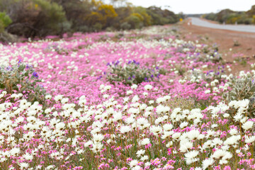 Roadside verge with pink and white everlasting wildflowers