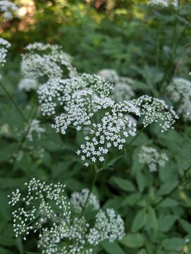 tiny white flowers in a garden