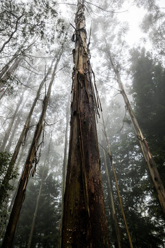 Foggy trees and forest scene