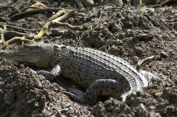 Crocodylus porosus sunbathing on the river bank