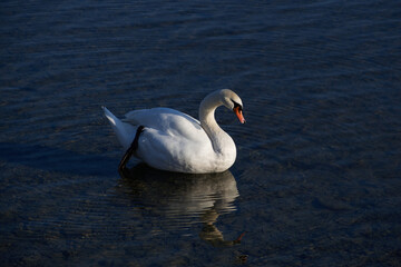 white swan on the lake