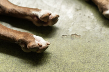 sleeping dog legs paws close up brown male pit bull white finger toe tip foot nails background