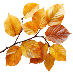 Obraz premium Autumn tree leaves isolated on transparent background 