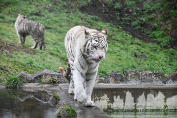 ホワイトタイガー