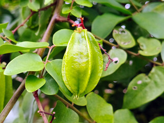 Young star fruit with green leaves in the garden