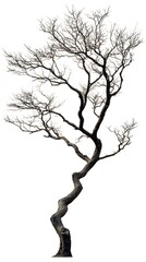 Fototapeta premium 8. A tall, leafless tree with intricate branches spreading outward on a white background
