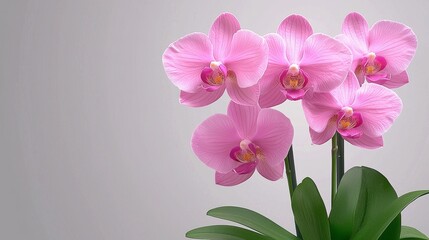 Elegant Pink Orchid Arrangement on Smooth Grey Background for Modern Aesthetic