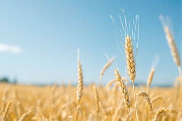 Fototapeta premium Golden wheat close-up in a sunny field, natural photo style, with blue sky background, concept of agriculture and harvest season. Ai generative