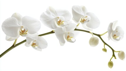 Obraz premium Single Isolated Orchid Bloom on Pure White Background for Elegant Floral Designs