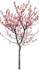 Fototapeta premium 32. A single peach tree with pink blossoms and budding fruit on a white background