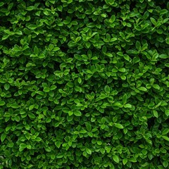 Dense Green Foliage Top View Texture Background