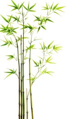 Obraz premium 62. A cluster of bamboo trees with thin green stalks on a white background