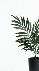 Indoor plant, green leaves, minimalist decor, white background, home decoration