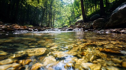 Sunlight streams through a woodland creek, illuminating rocks and water