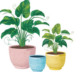 Obraz premium vector illustration of three vibrant potted plants .Colorful Potted Plants Vector: Artistic Design with Decorative Patterns and Lush Green Leaves