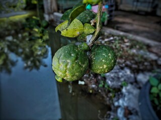 Aromatic citrus fruit with flavorful leaves for cooking