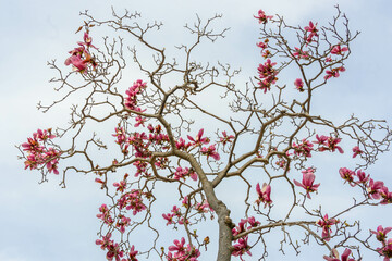 紫木蓮の花が開花して鮮やかな紫は春の空に映える