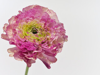 白背景のピンク色のラナンキュラス Ranunculus