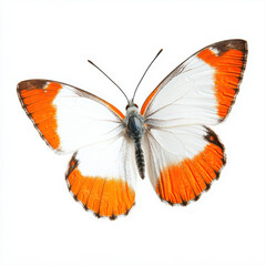 Bright orange tip butterfly with open wings displaying unique coloring on white background
