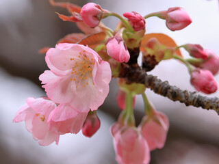 Obraz premium 都心散歩 桜開花の浜離宮恩賜庭園あたり