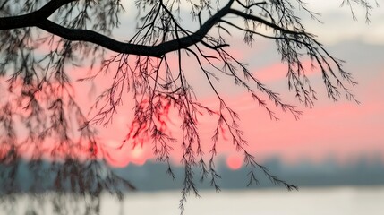 Serene Sunset  Silhouetted Branches  Pink Sky  Tranquil Nature