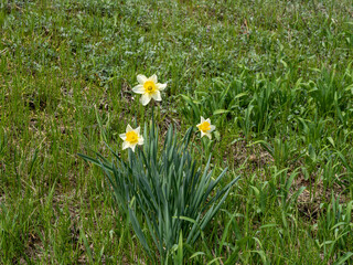 三輪の黄色いラッパ水仙