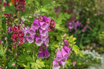 bright pink foxglove flowers bloom in the garden in a flower bed. varietal beautiful foxglove of fuchsia color. © MariКа