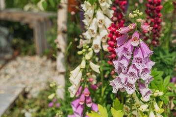 colorful pink and white foxglove flowers bloom in the garden on a flower bed. varietal beautiful foxglove color. the garden is in a natural style. © MariКа