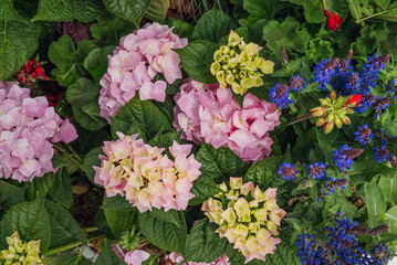 pink hydrangeas and blue flowers. a beautiful combination of pink tree-like hydrangeas in a flower bed with other flowers.