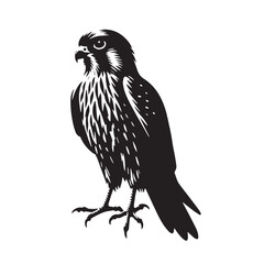 Black Mauritius Kestrel Silhouette Vector, High Quality Illustration on White Background