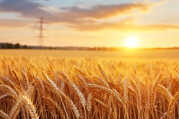 Fototapeta premium Golden wheat field shining under the setting sun at harvest time