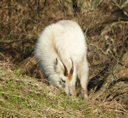 ニホンカモシカ
