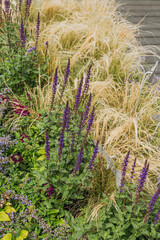 an example of a combination of sage and grasses in a flower bed. ideas for a natural garden