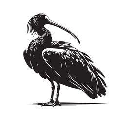 Black Northern Bald Ibis Silhouette Vector, High Quality Illustration on White Background