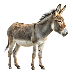 Fototapeta premium Isolated Donkey on Transparent Background – High-Quality PNG for Design Projects