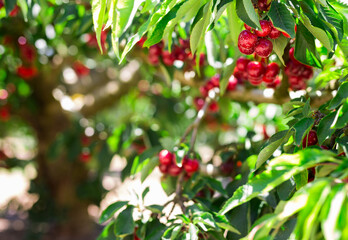 Branches of cherry trees with berries in garde