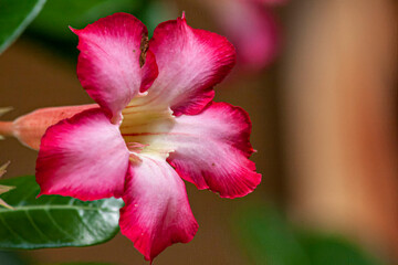 Pink Adenium Obesum flower