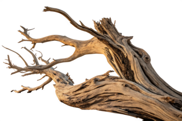 Weathered Driftwood Branch Isolated on Transparent Background
