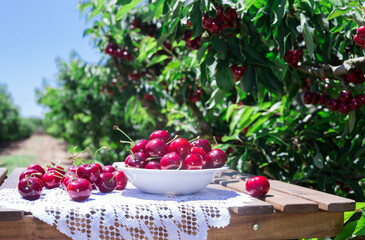 White bowl filled with ripe cherries