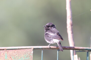 Bushchat