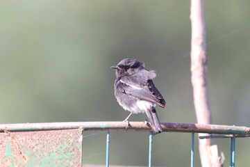 Bushchat