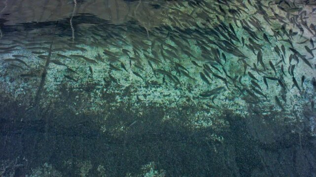 Rainbow Trout School of Minows 3