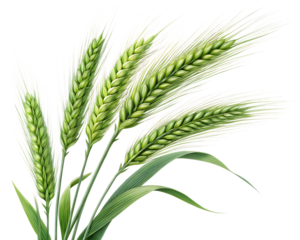 Green Wheat Ears – High-Quality PNG on Transparent Background