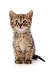Obraz premium A gray kitten sitting.